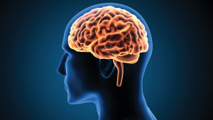 Brain